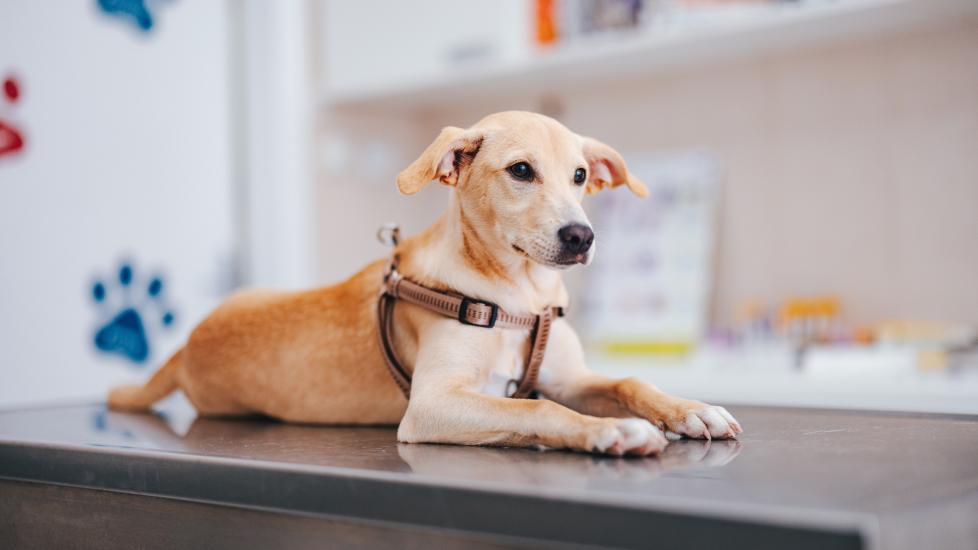uti in dogs; a dog waits to be examined at the vet.